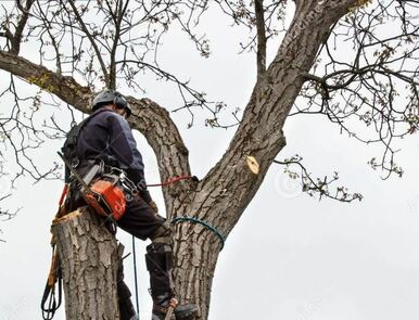 Tree Removal Billings MT